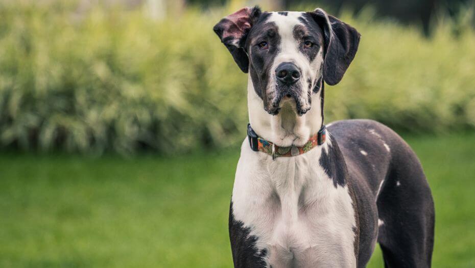 Great dane bark store collar